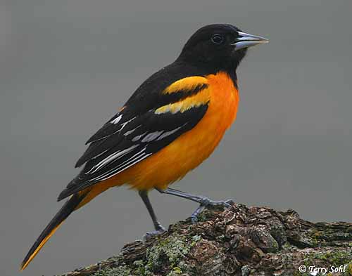 Baltimore Oriole